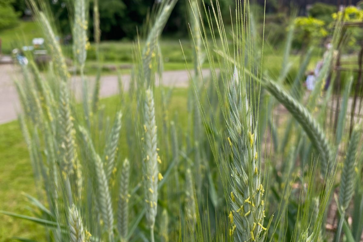 Decoding Durum Wheat DNA: Building Future-Ready Crops Amid Climate Change